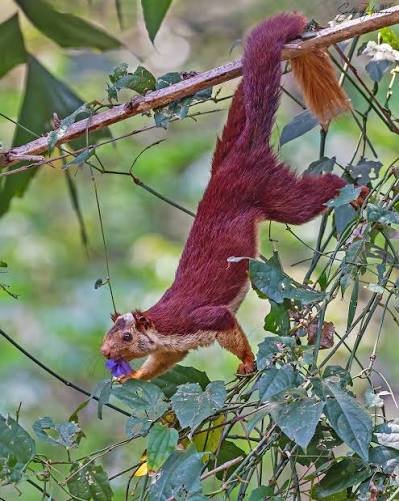 Indian Giant Squirrel (Shekru)